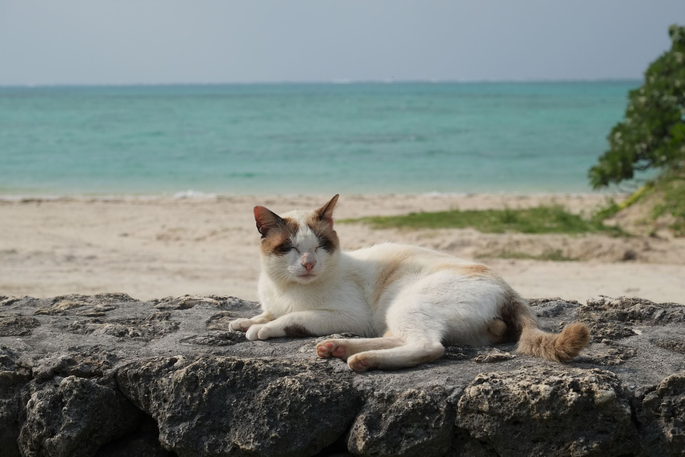 Fujifilm Fujifilm XF 55-200mm F3.5-4.8 O.I.S. - Image 2